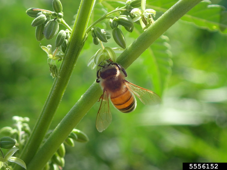 honey bee (Apis mellifera Linnaeus)