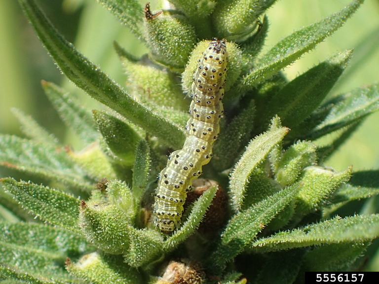 corn earworm, tomato fruitworm (Helicoverpa zea)