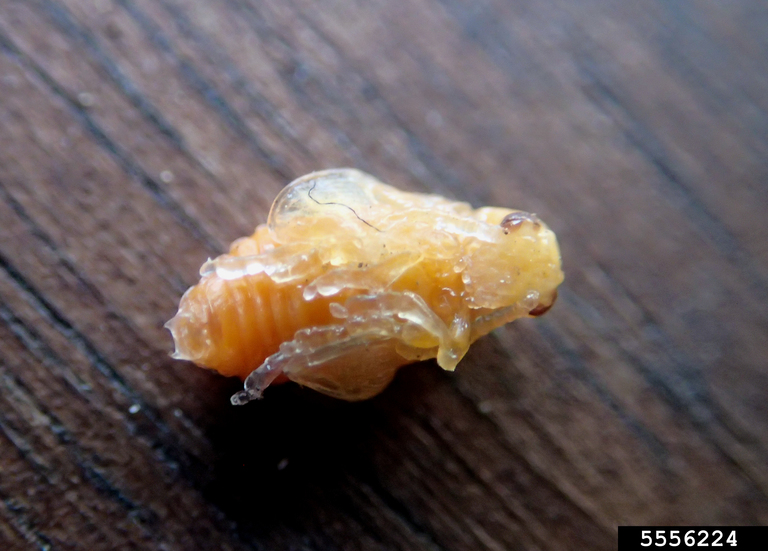 spotted asparagus beetle (Crioceris duodecimpunctata)