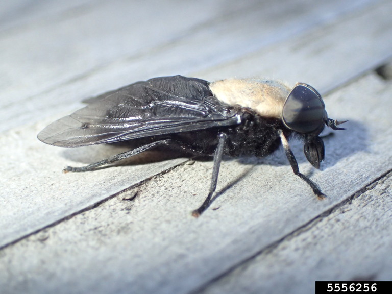 Western horse fly (Tabanus punctifer)