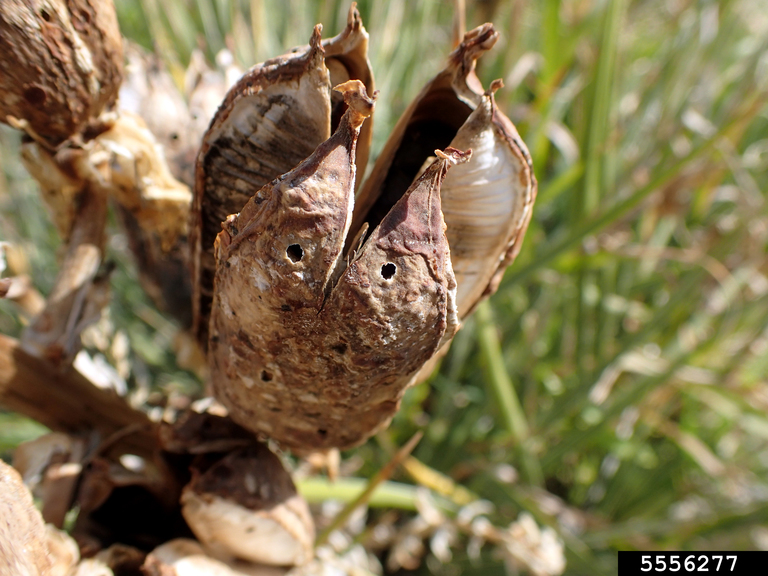 yucca moth (Genus Tegeticula)