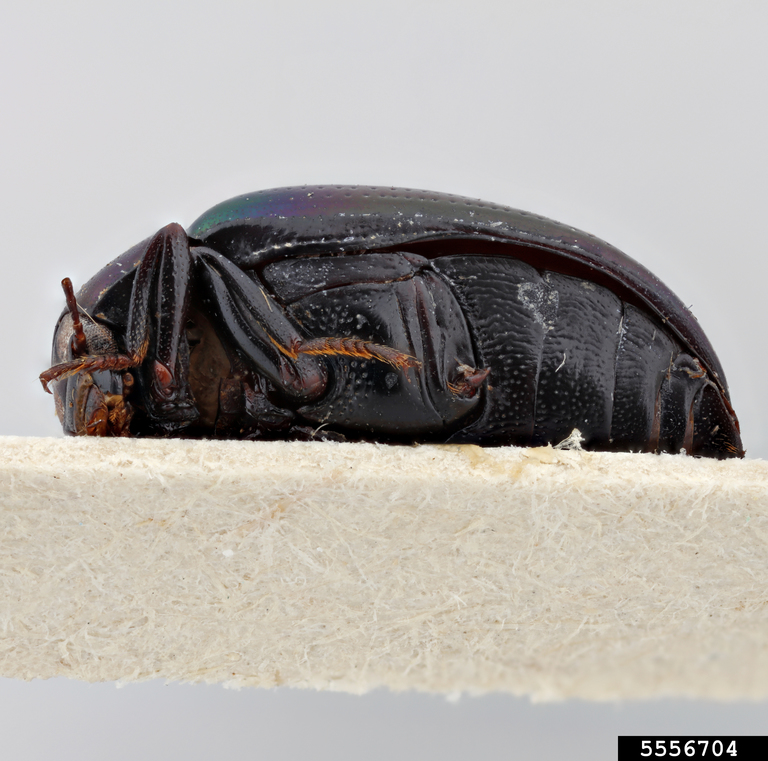 darkling beetle (Platolenes ceylonicus)
