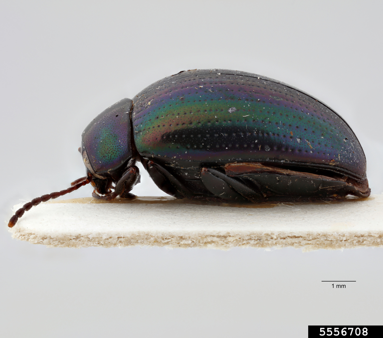 darkling beetle (Platolenes ceylonicus)