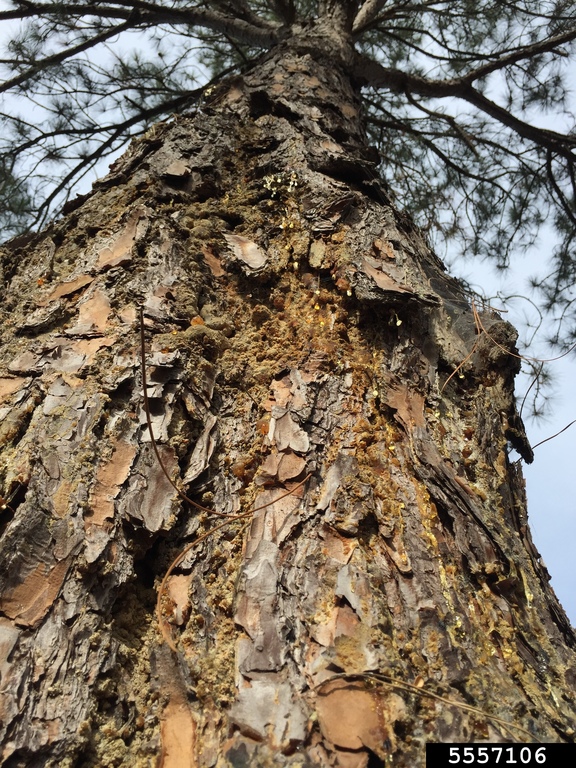 pitch canker (Fusarium subglutinans)