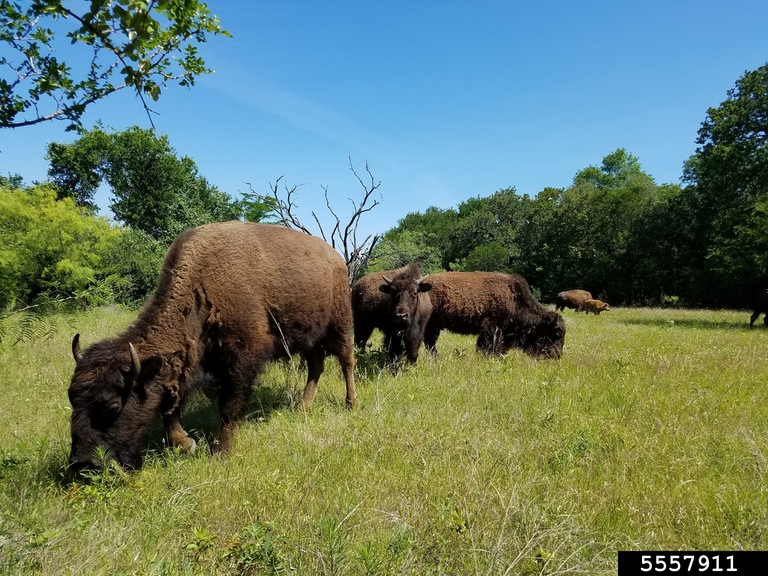American bison (Bison bison)