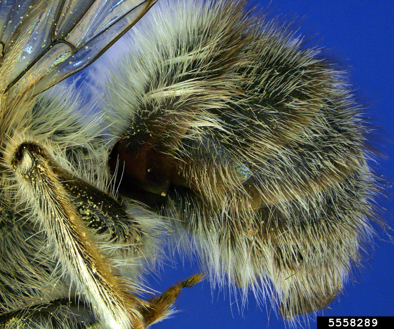 gray digger Bee (Habropoda depressa)