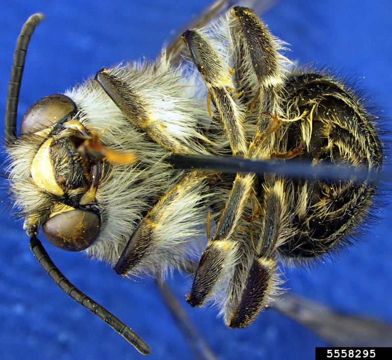 gray digger Bee (Habropoda depressa)