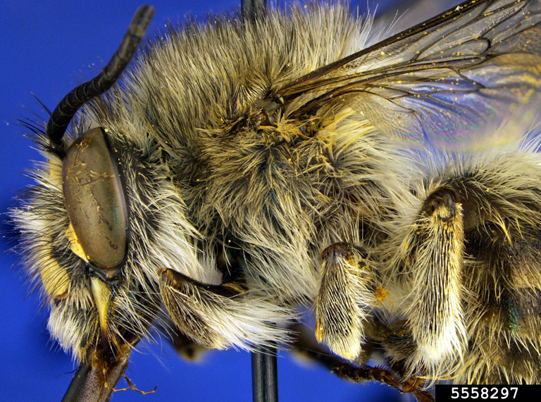 gray digger Bee (Habropoda depressa)