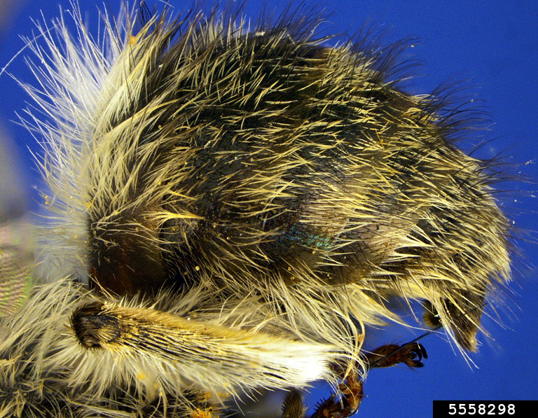 gray digger Bee, Habropoda depressa (Hymenoptera Apidae) 5558298