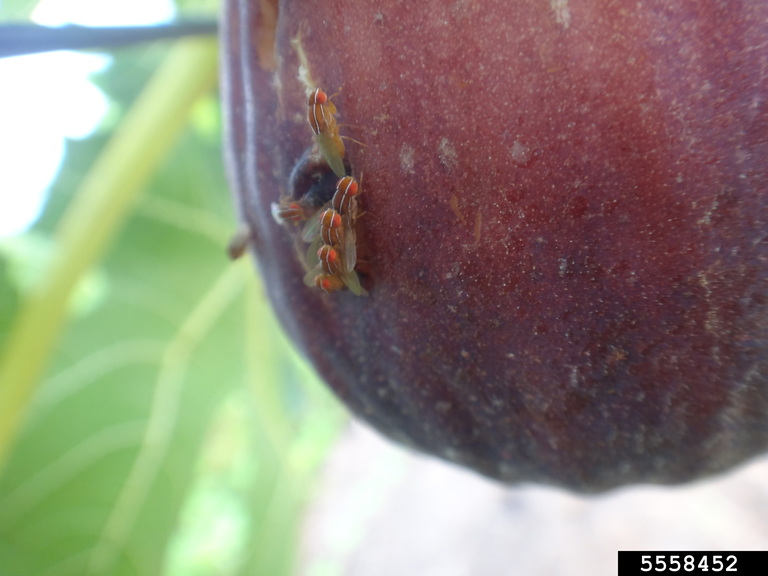 fig fruit fly (Zaprionus indianus)