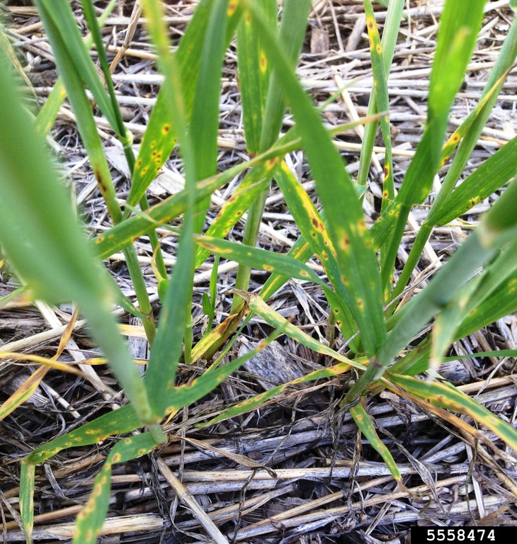 Photo by Emmanuel Byamukama, South Dakota State University, Bugwood.org 5558474