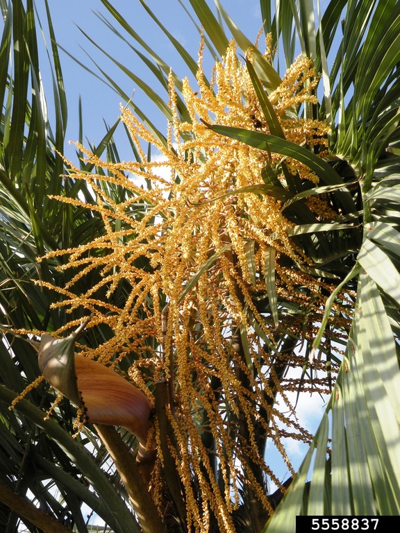 jelly palm, Butia capitata (Arecales: Arecaceae) - 5558837