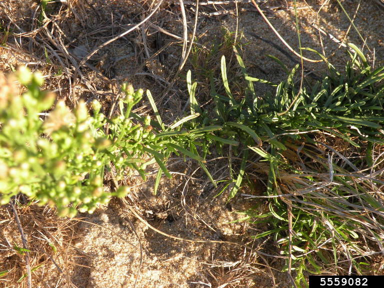 Blake's orchard (Erigeron blakei)