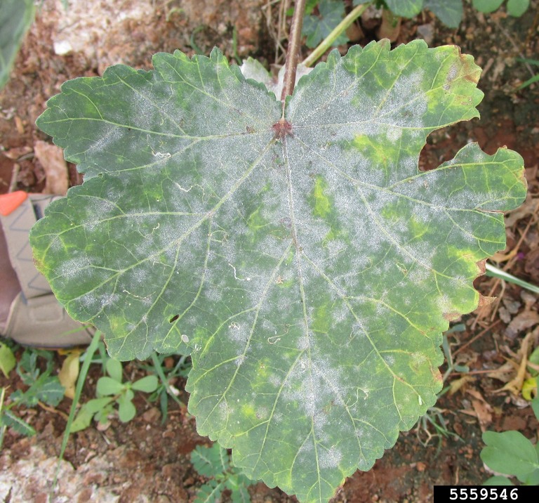 powdery mildew (Erysiphe cichoracearum ) on okra (Abelmoschus