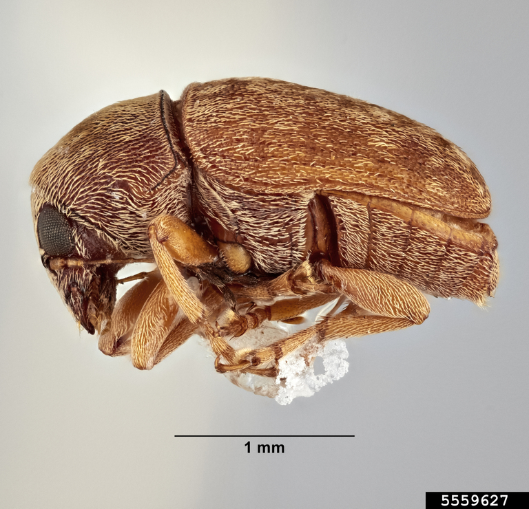 Coffee bean weevil (Araecerus simulatus)