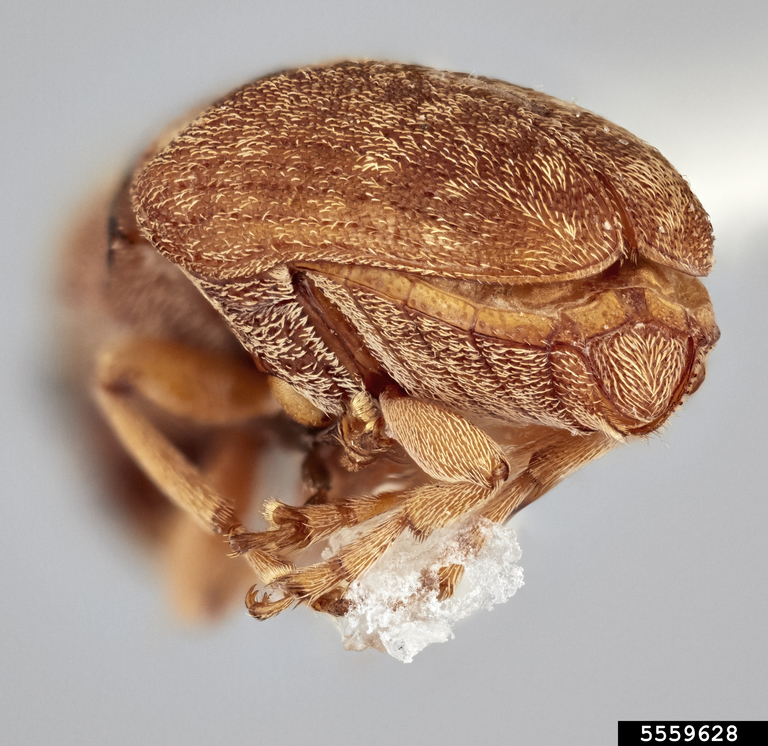 Coffee bean weevil (Araecerus simulatus)