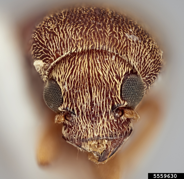 Coffee bean weevil (Araecerus simulatus)