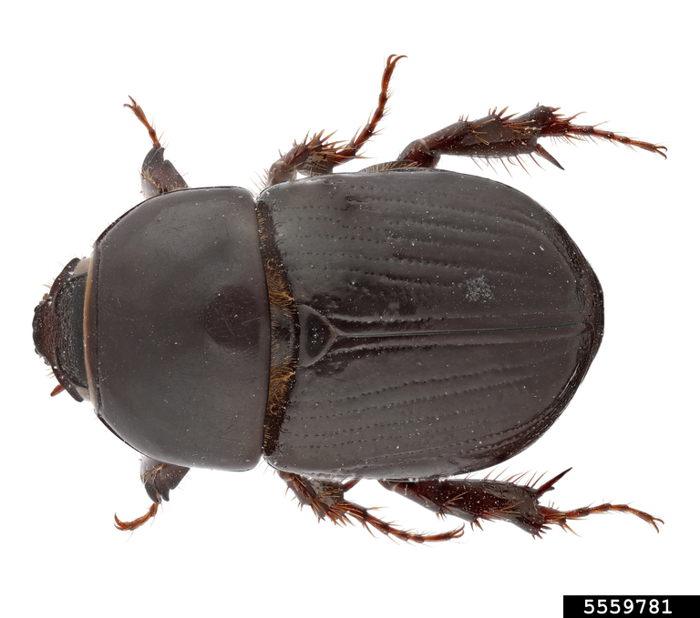 African black beetle (Heteronychus arator)