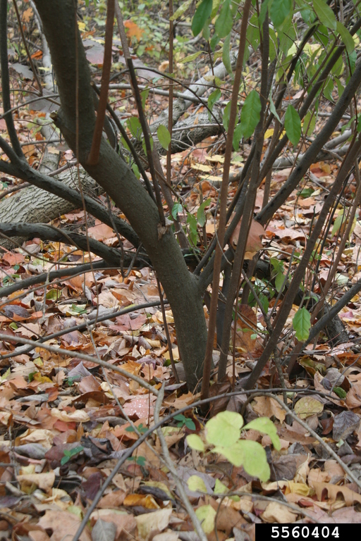 autumn olive (Elaeagnus umbellata)
