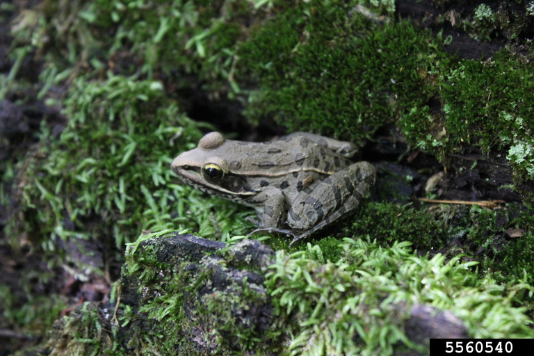 Wood Frog (Lithobates sylvaticus)
