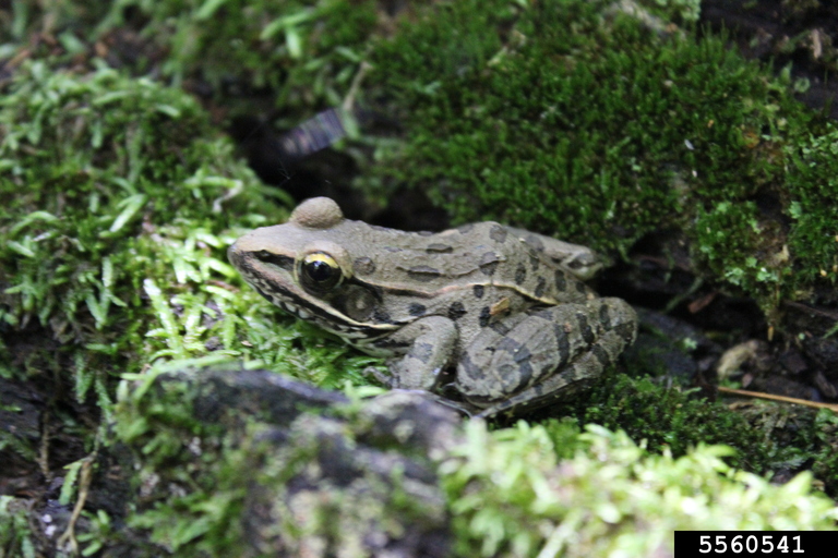 Wood Frog, Lithobates sylvaticus (Anura Ranidae) 5560541