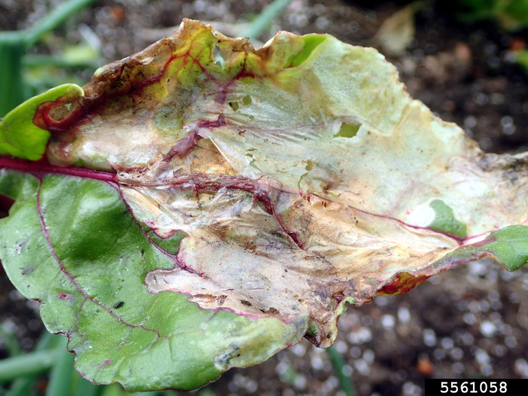 spinach leafminer (Pegomya hyoscyami ) on common beet (Beta vulgaris