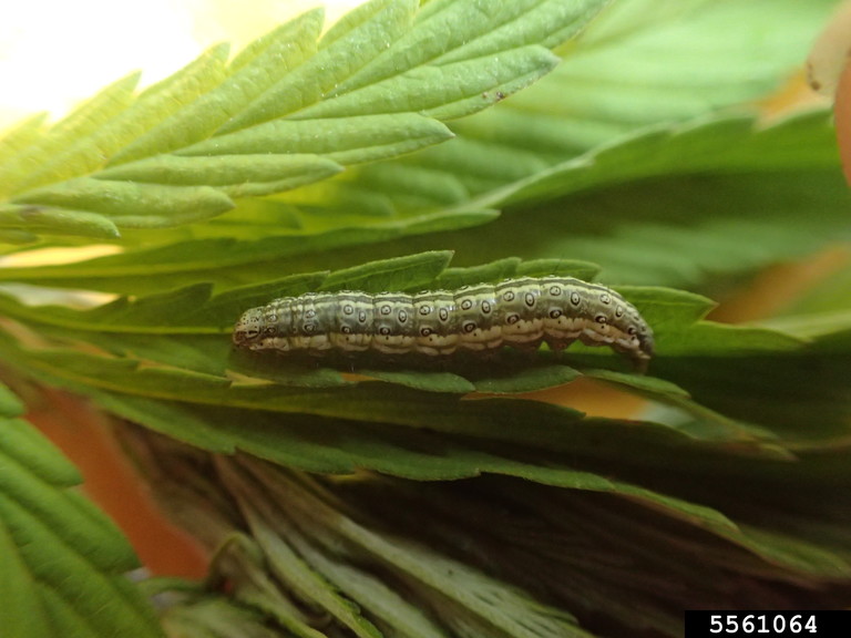 beet webworm (Loxostege sticticalis)