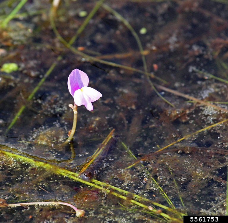 purple bladderwort (Utricularia purpurea Walter)