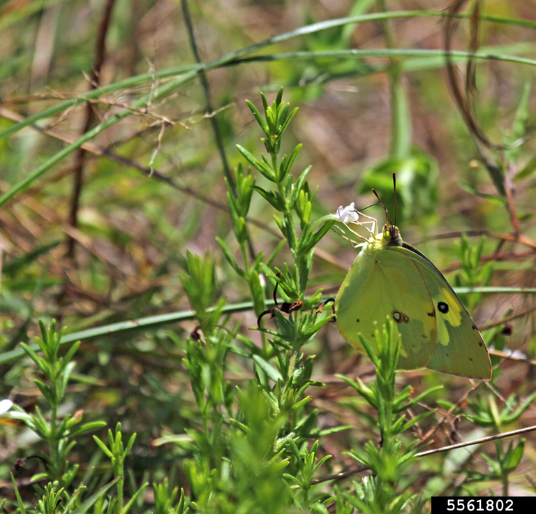 Southern dogface (Zerene cesonia (Stoll))