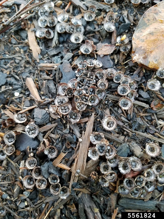 bird's nest fungi (Cyathus striatus)