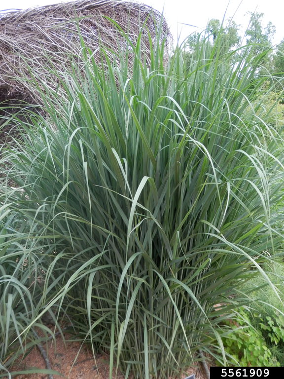 switchgrass (Panicum virgatum)