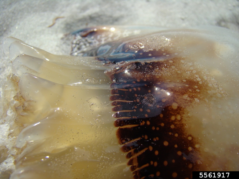 cannonball jellyfish (Stomolophus meleagris)