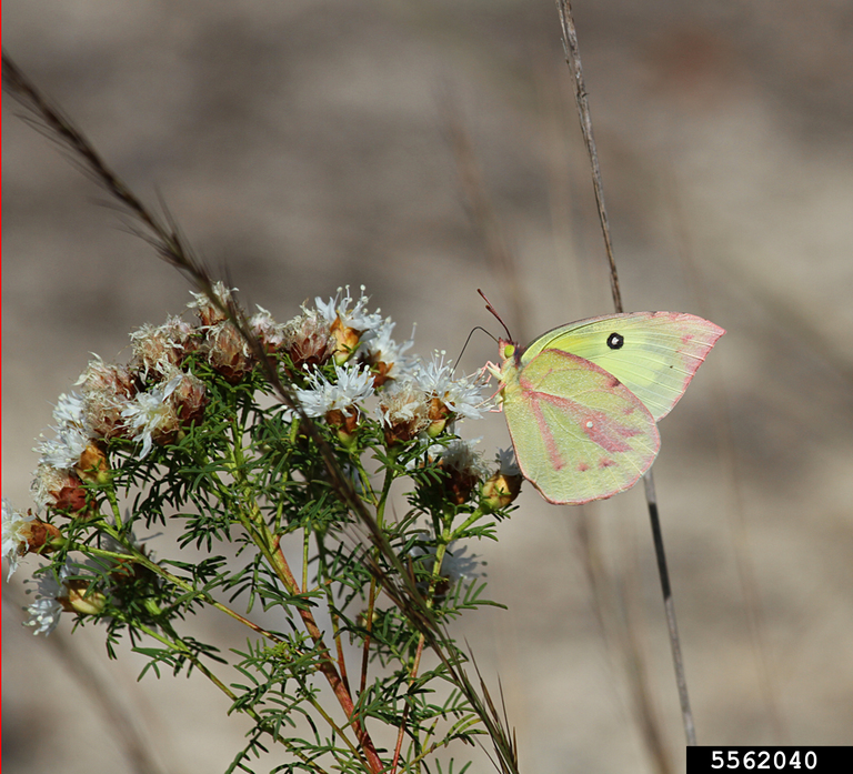 Southern dogface (Zerene cesonia (Stoll))