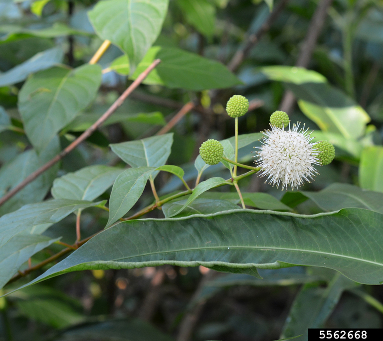 buttonbush (Cephalanthus occidentalis L.)