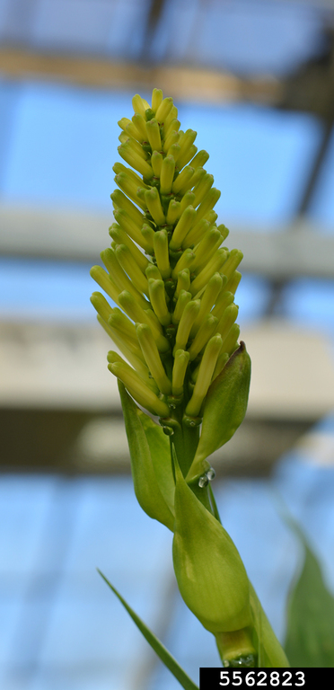 dracena tree Buy Dracaena Marginata for Sale | Buy Houseplants Online main image 0