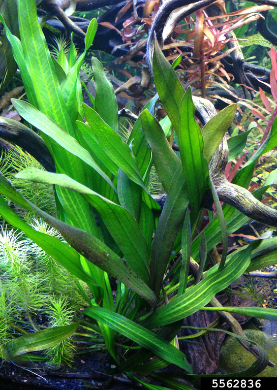 burhead (Genus Echinodorus)