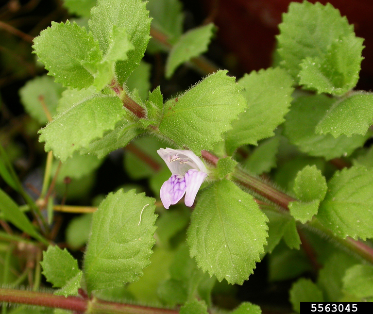 water wisteria (Hygrophila difformis (L.) Blume)