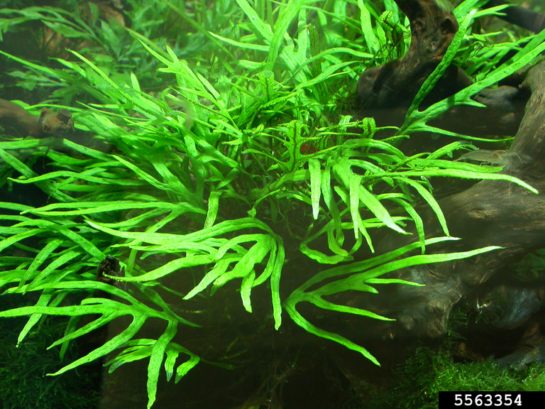 Java fern (Leptochilus pteropus)