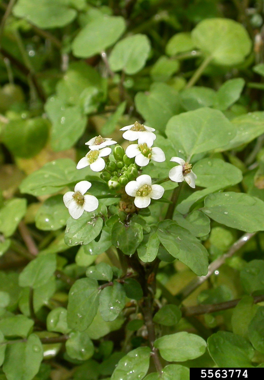 8 Stems Watercress (Nasturtium Officinale) Pond Plants - Live Marginal Bog Plants For Wildlife & Salads