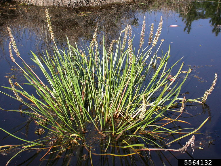 water ribbon (Triglochin microtuberosum Aston)