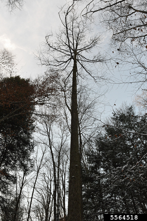 cucumbertree (Magnolia acuminata)