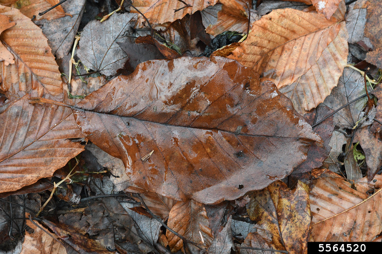 cucumbertree (Magnolia acuminata)