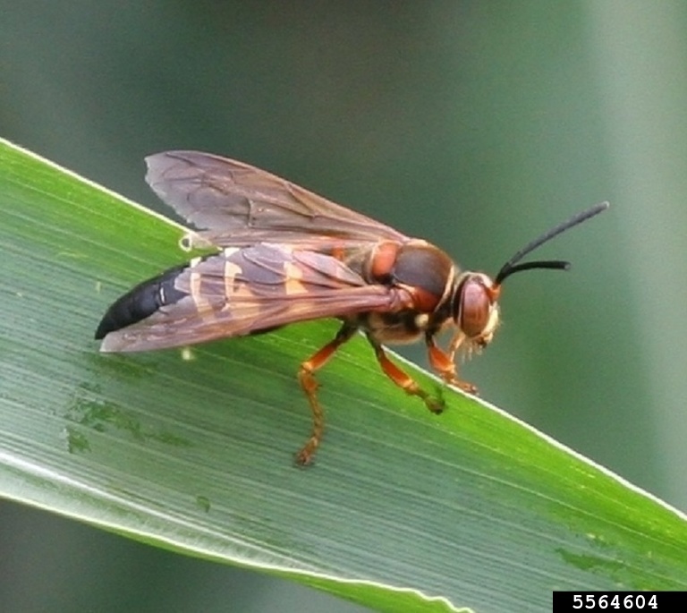 cicada killer (Sphecius speciosus)