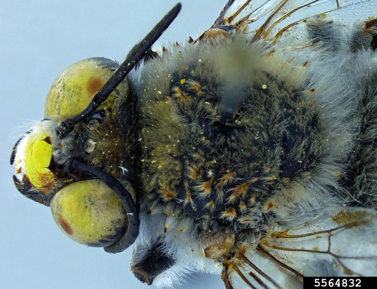 digger bee (Centris pallida)