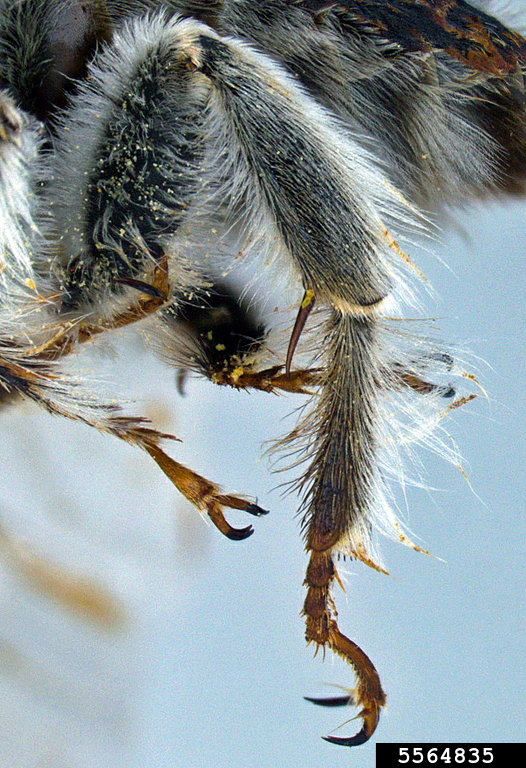 digger bee (Centris pallida)