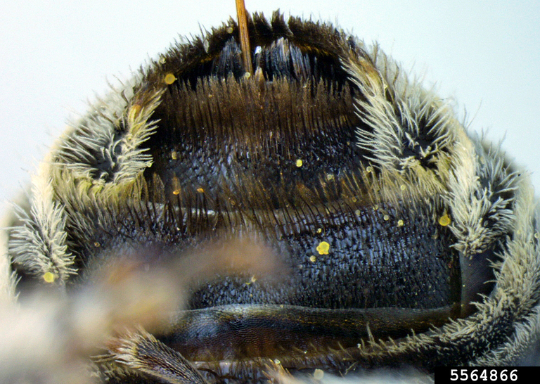 globe mallow bee (Diadasia diminuta (Cresson, 1878))