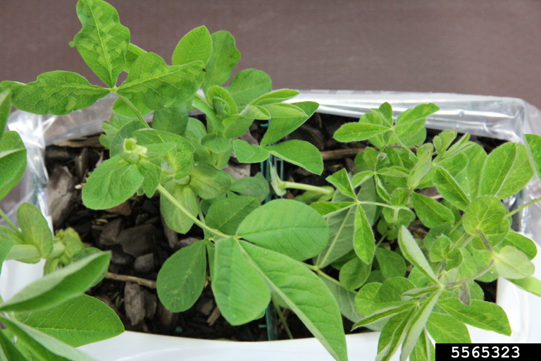 potyviruses-genus-potyvirus