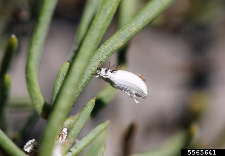 ensign coccid (Orthezia annae Cockerell, 1893)