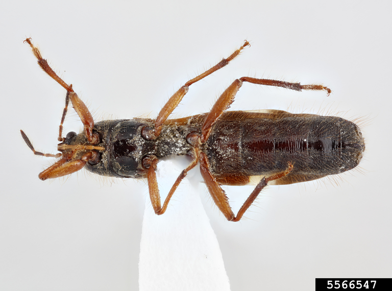 Prika Insect True bug (Pirkimerus japonicus Hidaka)