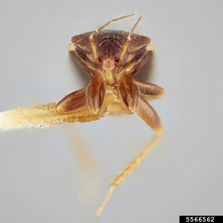 minute pirate bug (Xylocoris galactinus)